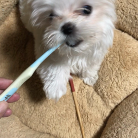 歯磨きできるかな？の画像