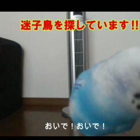 迷子鳥探し&惠ちゃんの画像