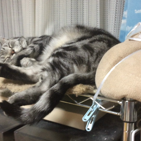 寝息を撮られたにゃん？！の画像