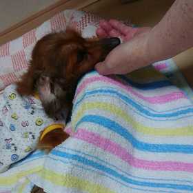 昨日のイブちゃんの画像