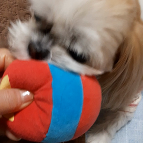 元旦ジーコーズワンの画像