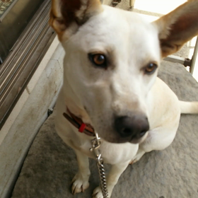 お手、おかわり！の画像