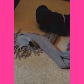 クロネコは宅配が仕事の画像