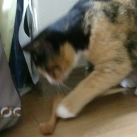 ☆スプーン動画☆の画像