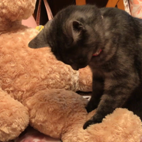 メイさんのフミフミ♪の画像