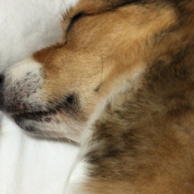 犬と猫のいる暮らしの画像