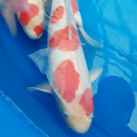 ドラゴンの画像