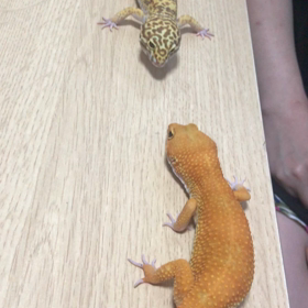 ティムとモカちゃんの画像