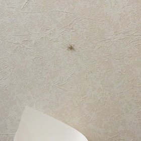 虫（自分のブログのリブ）の画像