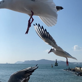 カモメはカモメの画像