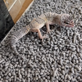 空ちゃんの画像