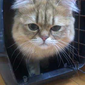 猫をレンタルしましたの画像