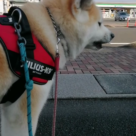 今朝も涼しい朝だった。未来丸はもちろんイヤイヤでスタート日陰每に休憩。でも折り返し後はダッシュをの画像