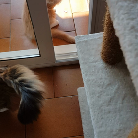 まずは 猫の画像