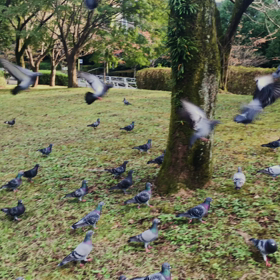 都立大周辺の風景（動画）の画像