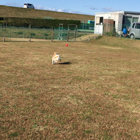 おーい  取ってきての画像