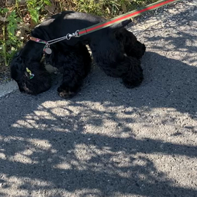 青空市場へ。の画像