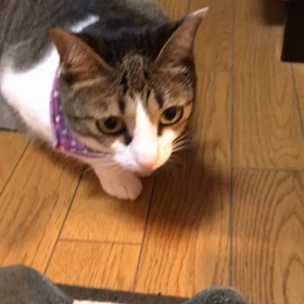 ティアラ・アラの画像