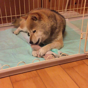 ぺろぺろの画像