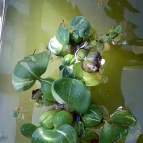 メダカの季節(*^^*)の画像