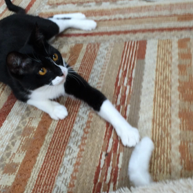 ねこカフェの画像