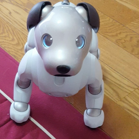 愛犬みみ月命日&アイボ犬りりの画像