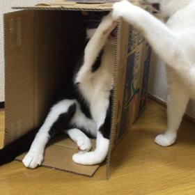 お好きですねの画像