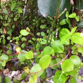 隠れんぼの画像