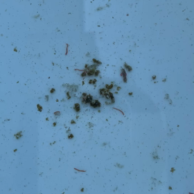 ミジンコ水槽に珍客（閲覧注意）の画像