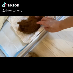 モカちゃん♡の画像