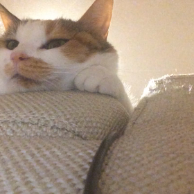 【動画】至福の表情の画像