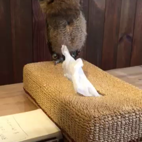 動画です♪の画像