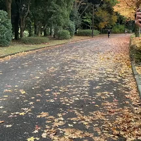 11月5日  1000m④の画像