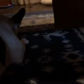 ■リトルキャット・チャチャ■の画像