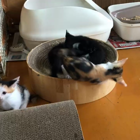 活発な仔猫たちの画像