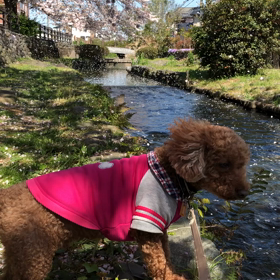 将(まさ)散歩追加の画像