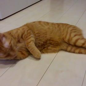 癒されるな～✴の画像