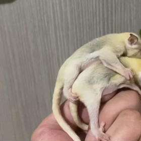 フクロモモンガ　パウダーモザイクの画像