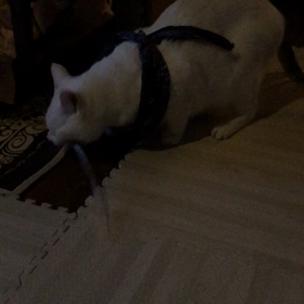 オレは　ひもが　すきだの画像