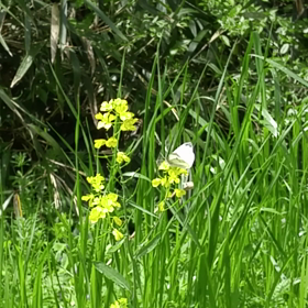 ひらひらの画像