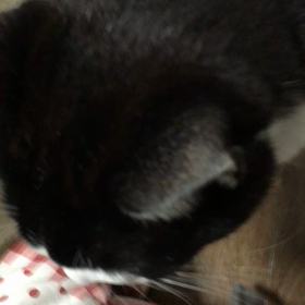 今日のねえねえの画像