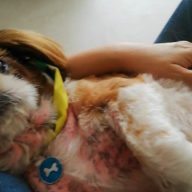 スヤスヤ……の画像