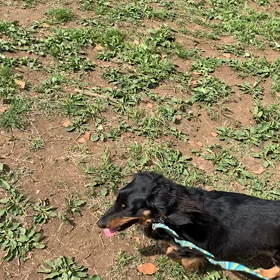 5月5日15わんこと1時間遠足  代々木公園の画像