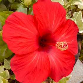 介護記録１０１（ハイビスカス）の画像