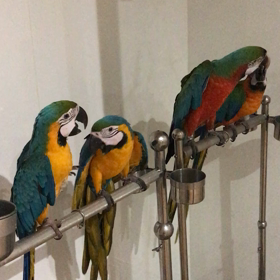 ルリコンゴウの画像