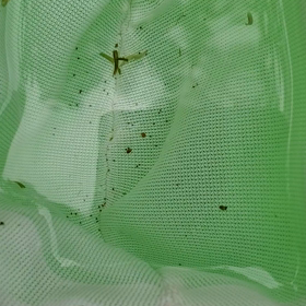 水槽の水変え時に気が付いたの画像