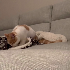 髪を食う？きなこさんの画像