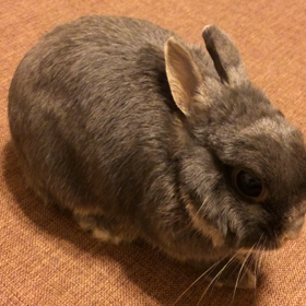 動くココちゃんの画像