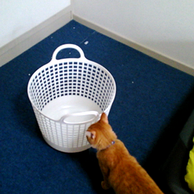 猫ホイホイってなんにゃ？の画像