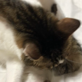 バレエレッスンの用語！覚えられない…細くて長い足。の画像